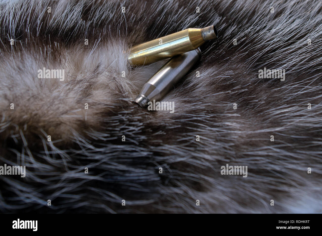 Two spent bullet casings on top of possum fur. Bokeh effect. Stock Photo