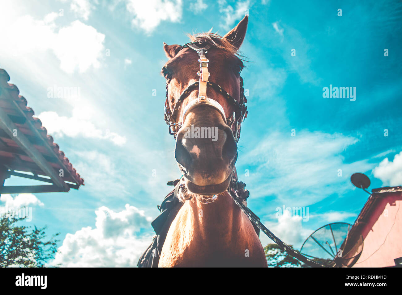 Portrait of a brown horse with saddle from a low angle Stock Photo