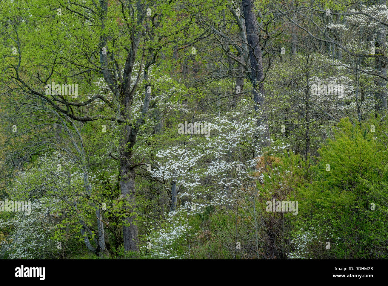 Spring Landscape Cades Cove Stock Photos Spring Landscape Cades