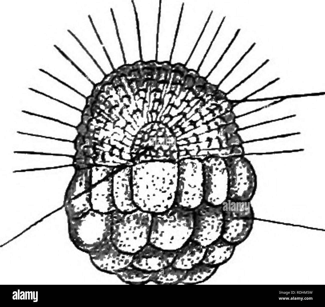 Elementary Text Book Of Zoology Io6 Porifera By An Incoming Spermatozoon After Which It Withdraws Into The Body Of The Sponge And Undergoes Segmentation The Spermatozoa Are Produced From Gonocytes Apparently Similar