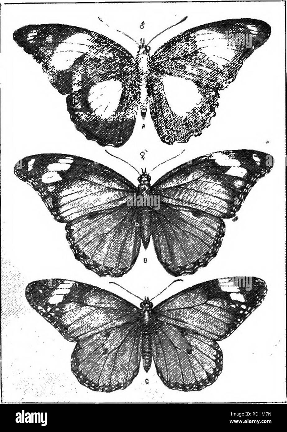 Elementary Text Book Of Zoology 78 Mimicry Become Of The Same Colour As Its Immediate Surroundings As Examples We May Cite The Chrysalides Or Pupae Of Many Butterflies Which Fig 25 Hypolimnas Missipus Elementary Text Book Of Zoology 78 Mimicry Become Of The Same Colour As Its Immediate Surroundings As Examples We May Cite The Chrysalides Or Pupae Of Many Butterflies Which Fig 25 Hypolimnas Missipus