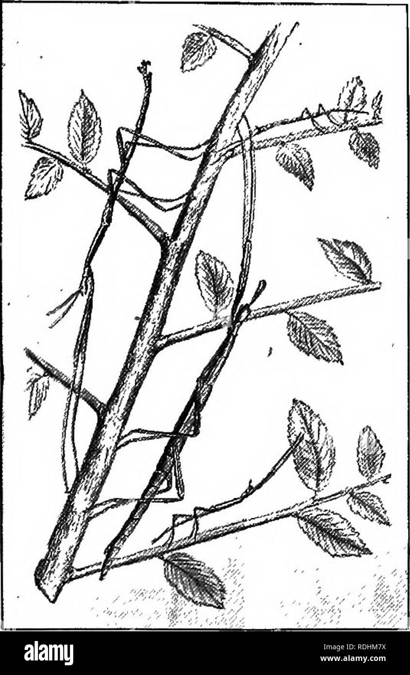 Bacillus rossii Black and White Stock Photos & Images Alamy