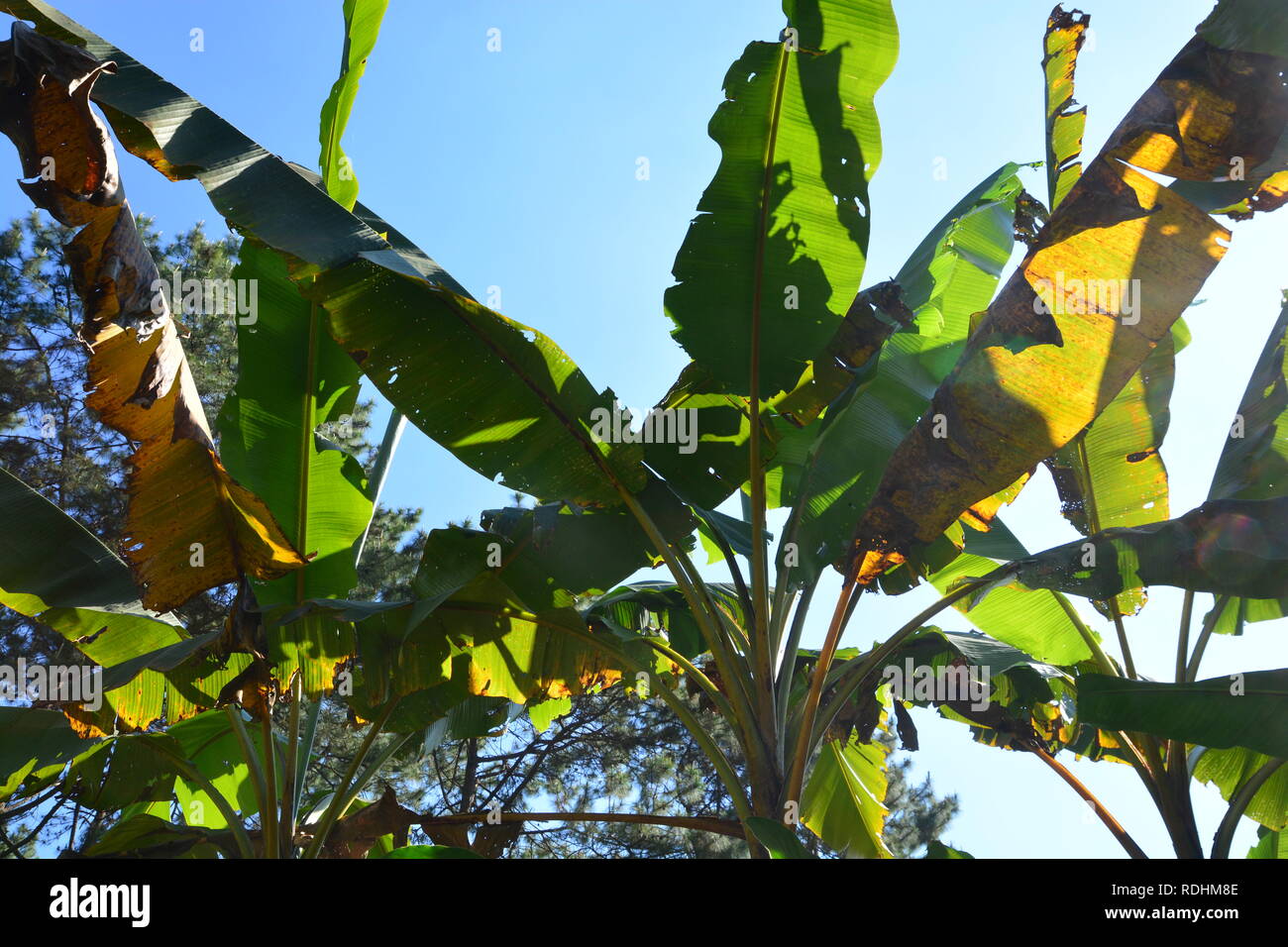 plant disease on a banana leaf Stock Photo Alamy
