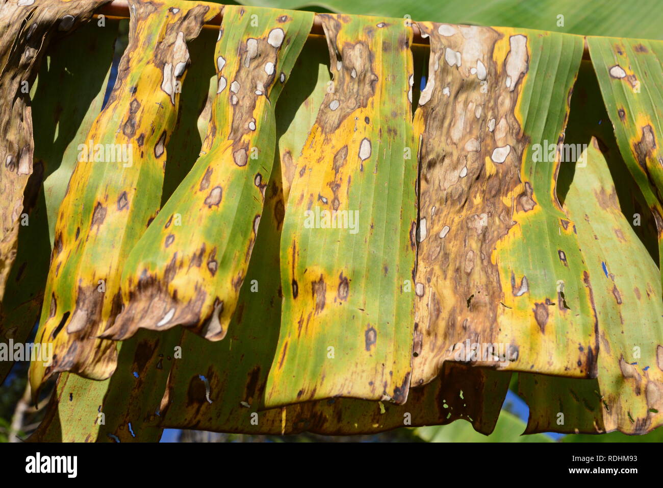 plant disease on a banana leaf Stock Photo