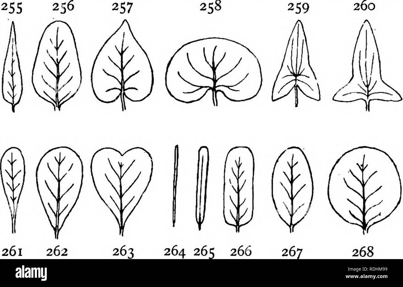 . Elementary botany . Botany. LEAVES 231 XII. Shape of the lamina.—Capillary = Ihin and flexible, like animal hairs. EUlform = thread-like. Acicn^r (fig. 264). Linear (fig. 265).. Subulate=awl-shaped. Lanceolate (fig. 255). Oblong (fig. 266). Ellipti- cal (fig. 267). Ovate (fig. 256). Orbicular or rotund (fig. 268). Angular= having three or more angles. Deltoid=like the Greek letter A. Obovate (fig. 262). Cuneate = wedge-shaped and attached by its point to the petiole. Spathulate (fig. 261). Cordate (fig. 257). Obcordate (fig. 263). Reniform (fig. 258). Auriculate, when the base of the lamina  Stock Photo