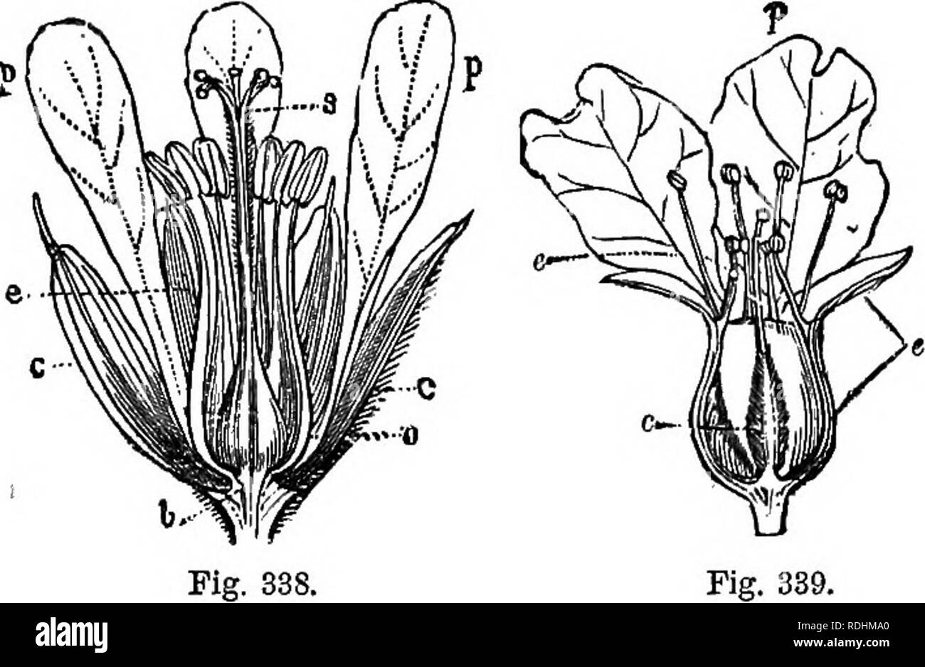 . A Manual of botany : being an introduction to the study of the structure, physiology, and classification of plants . Botany. Fig. 337.. Fig. 339. When the union of the parts of the flower is such that the stamens are inserted on the top of the ovary, they are epigynous (M, upon or above). In this case the torus is supposed to be united to the ovary, while the calyx is above it, and bears the stamens. In the Orchis tribe, where the stamens and pistil are united so as to form a column, the flowers are said to be gynandrous. In Aralia spinosa (fig. 340), aU the whorls, calyx, c, petals, p, and  Stock Photo