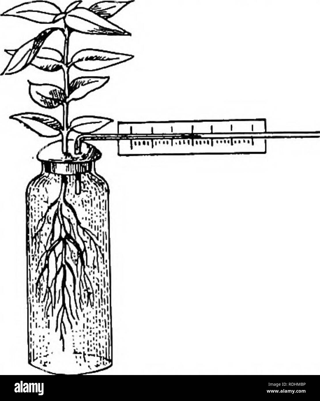 . Elementary botany . Botany. CHAPTER XVIII ABSORPTION OF WATER AND INORGANIC SALTS Plants take in and give out water.—If flowering plants be not supplied with water, they not only cease growing, but they droop, wither, and finally die. This familiar fact demonstrates that the plants both absorb and give off water. The roots are the water-absorbing organs.—If we supply water to the leaves and stems of an ordinary flowering-plant, but keep the soil dry, the plants wither. This proves that the shoot is not able to absorb suf- fiicient water. It is easy to show that roots absorb water; we merely  Stock Photo