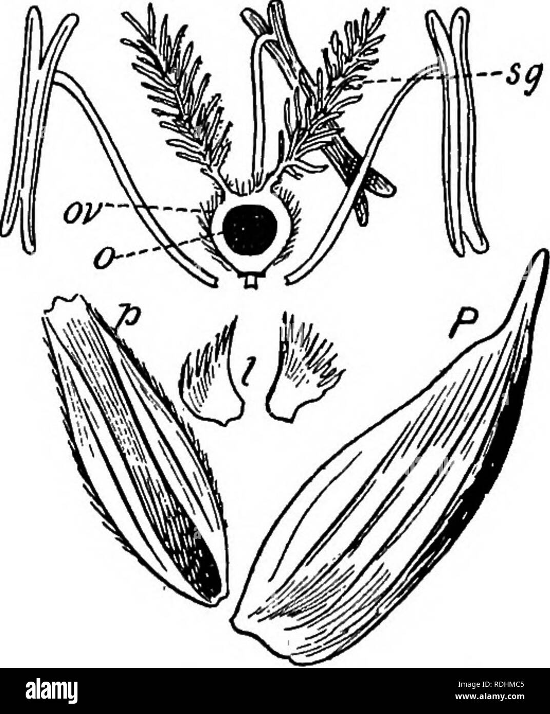 . Elementary botany . Botany. Fig. 235.—Diagram of flower of Wheat. no flowers in their axils j they constitute, in fact, a small involucre. Above them, on the spikelet axis, are bracts which form two rows, have single flowers in their axils, and are termed flowerifig glumes or lower pales or palea {P-^, P„, Ps,-Pi, P,). These latter alternate as A do the glumes, so that the first or lowest of them (P^) stands above the lower glume (G) : the second {P2) is inserted on the op- posite side of the axis and is above the upper glume (g). The flowering glumes, and ' less frequently the barren glumes Stock Photo