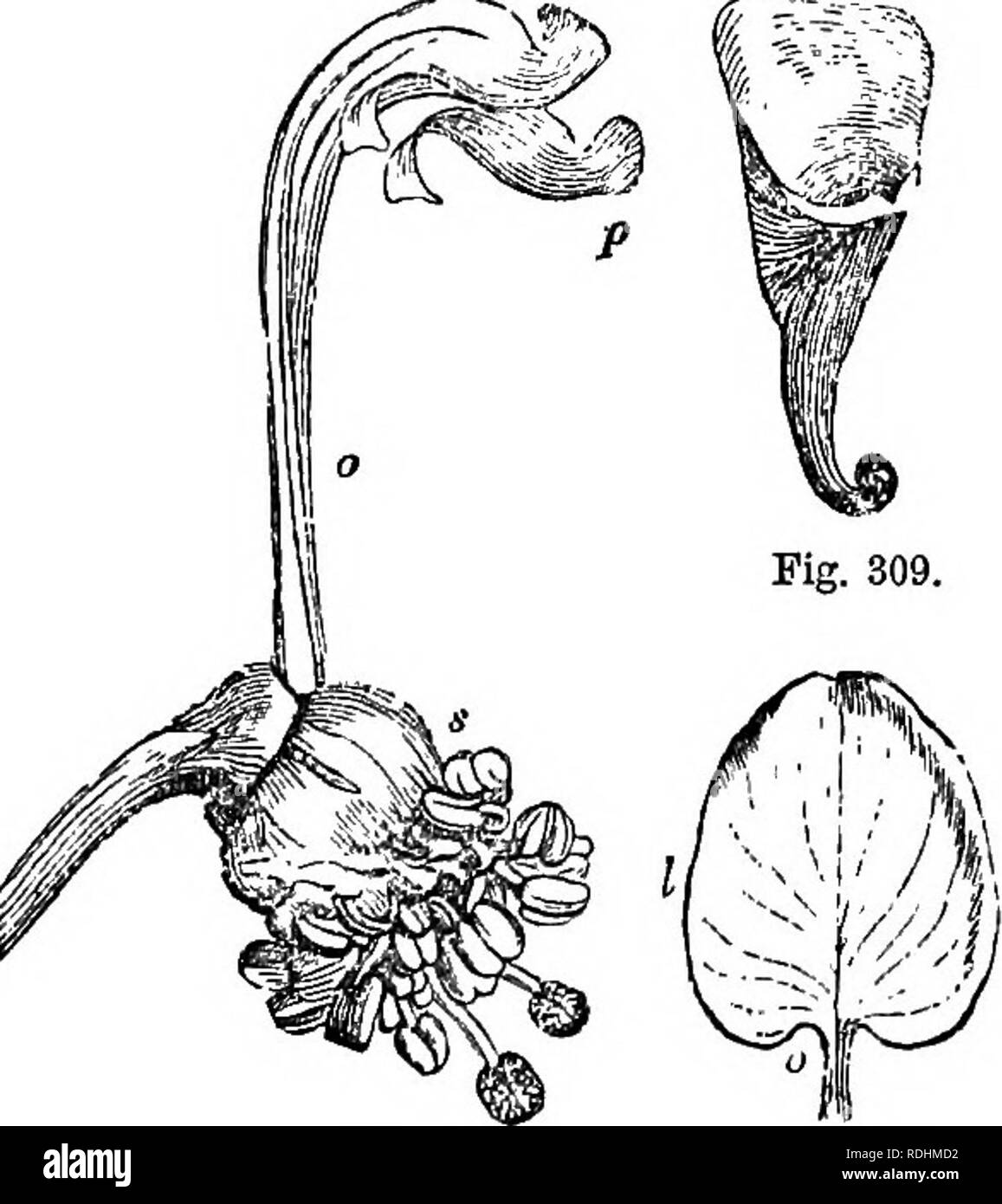. A Manual of botany : being an introduction to the study of the structure, physiology, and classification of plants . Botany. 202 FLORAL ENVELOPES—COEOLLA. summit of the petals in the form of a long process, as in Strophanthus hispidus, where it extends for seven inches; and at other times it ends in a free point or cuspis, and the petal becomes cuspidate; or the pro- longed extremity is folded downwards or inflexed, as in Umbelliferse (fig. 306), so that the apex approaches the base. If the median vein divides into two, the space between, the divisions may be filled up so as to leave only a  Stock Photo