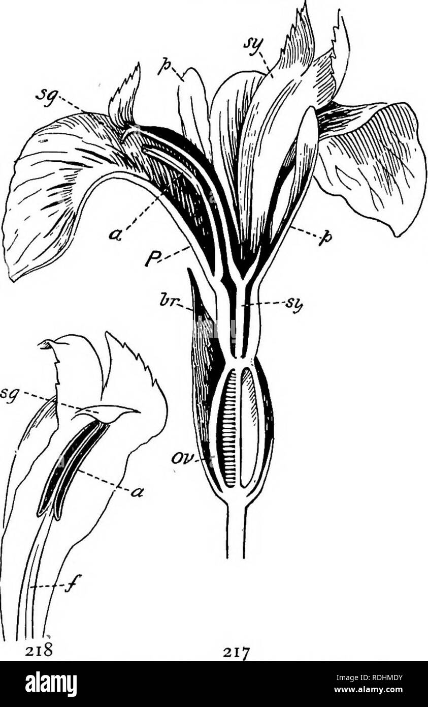 . Elementary botany . Botany. IRIDACE^ 173 two are alike, except that the inner whorl of stamens