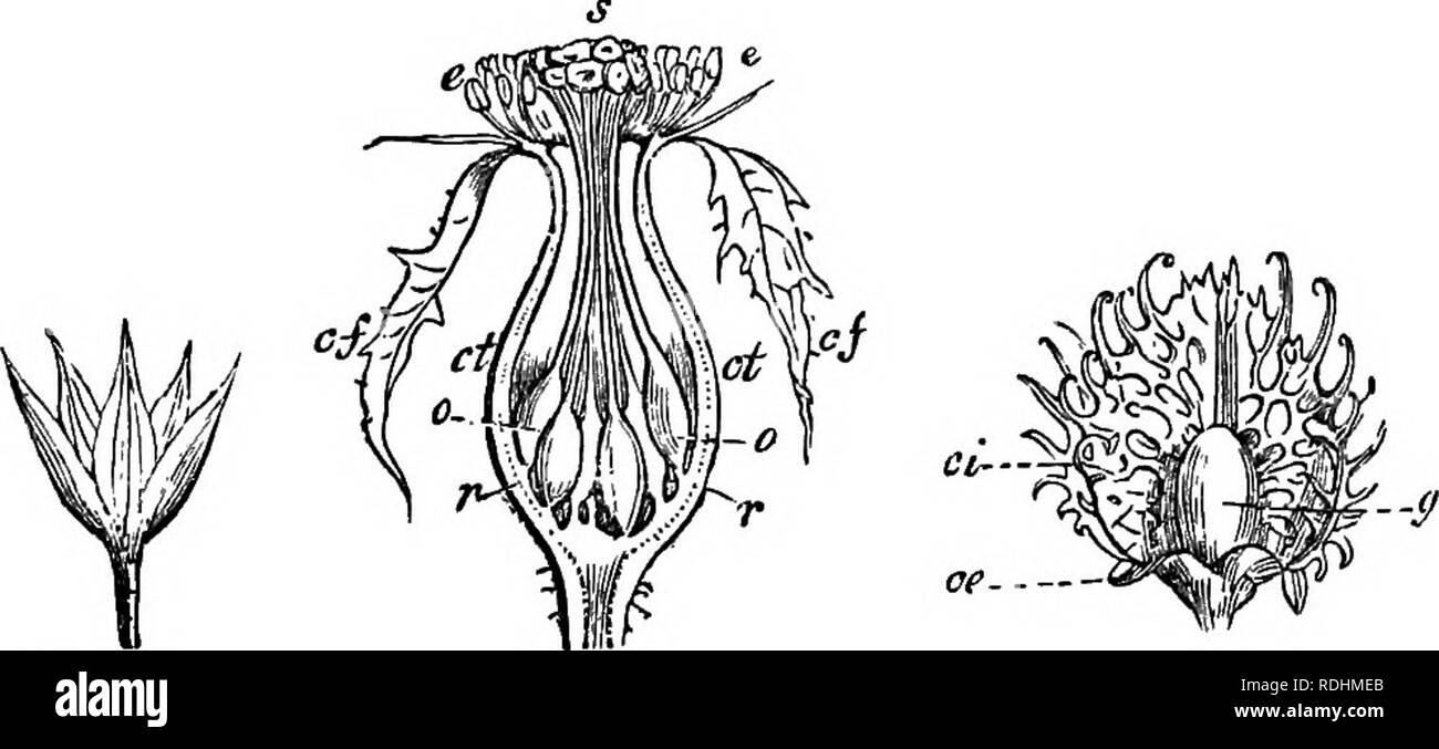 A Manual of botany : being an introduction to the study of the structure,  physiology, and classification of plants . Botany. 196 FLORAL  ENVELOPES—CALYX. and tpdXKov, a leaf). These calycine leaves