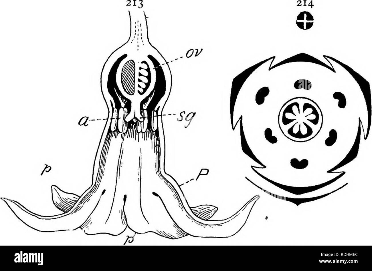 . Elementary botany . Botany. LILIACE^ 169 MONOCOTYLEDONS LILIACE^ (Lily Family) Perennial herbs with bulbs or rhizomes. Flowers usually regular, hypogynous. Perianth 3 + 3, petaloid. Stamens 3 + 3. Carpels three, syncarpous, superior ; ovary three-chambered; style usually single. Fruit, a capsule or berry. Type: GARDEN HYACINTH {Hyadnthus orientalis). Vegetative cliaracters.—Perennial herb with a coated bulb (for description, see page 33, also fig. 53). Foliage-leaves radical, long, narrow, with sheathing bases, parallel-veined.. Fig. 213.—Vertical section of flower of garden Hyacinth. Fig, 2 Stock Photo