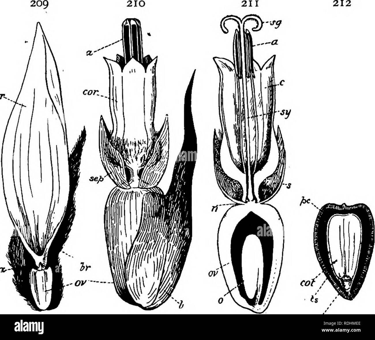 Five joined petals hires stock photography and images Alamy