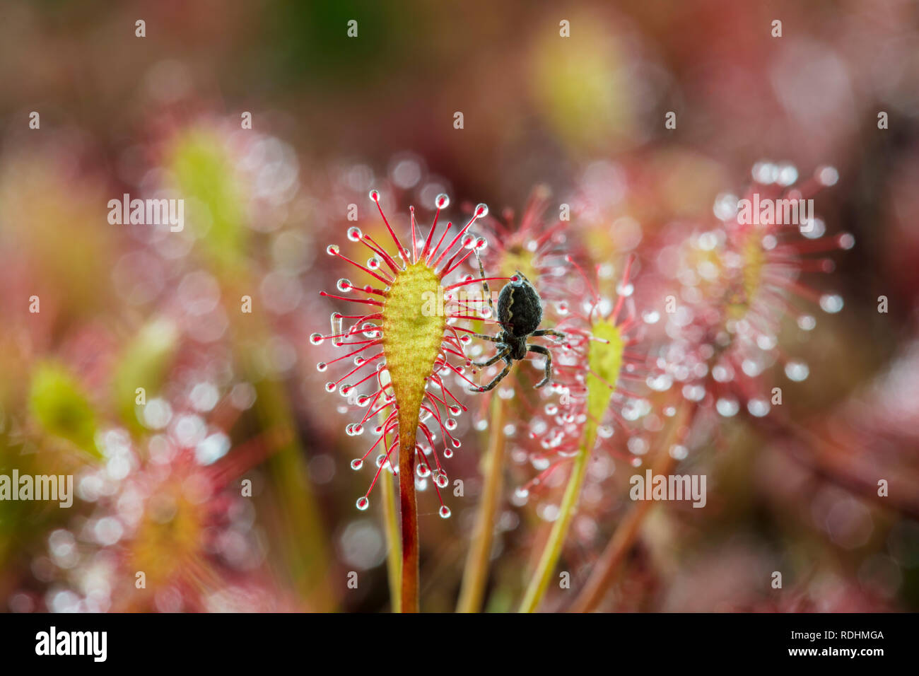 The Netherlands, Brunssum, Nature reserve Brunssummerheide. Round sundew. A carnivorous plant of boggy places. Catched spider. Stock Photo