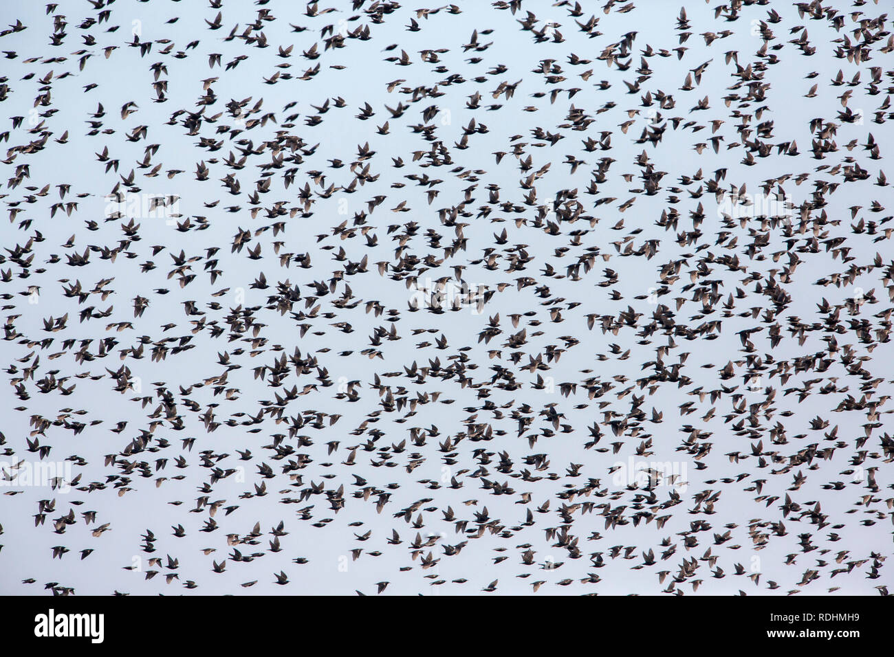 Netherlands, Ouderkerk aan de Amstel, Flock of common starlings Stock Photo