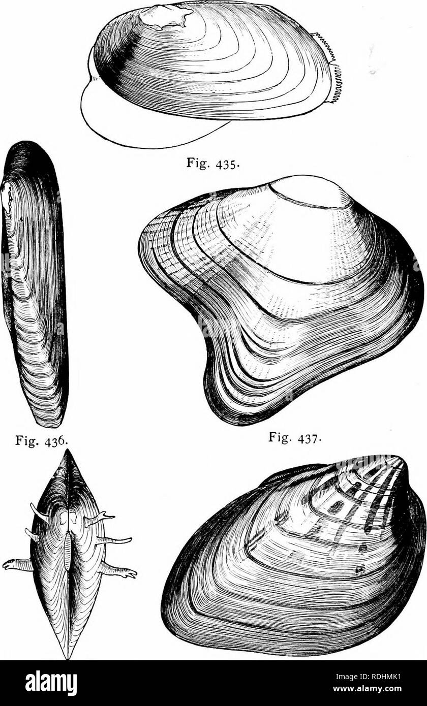 Filibranchia . Natural history of animals;. Zoology. 226 MOLLUSKS : LAMELLIBRANCHIA ...