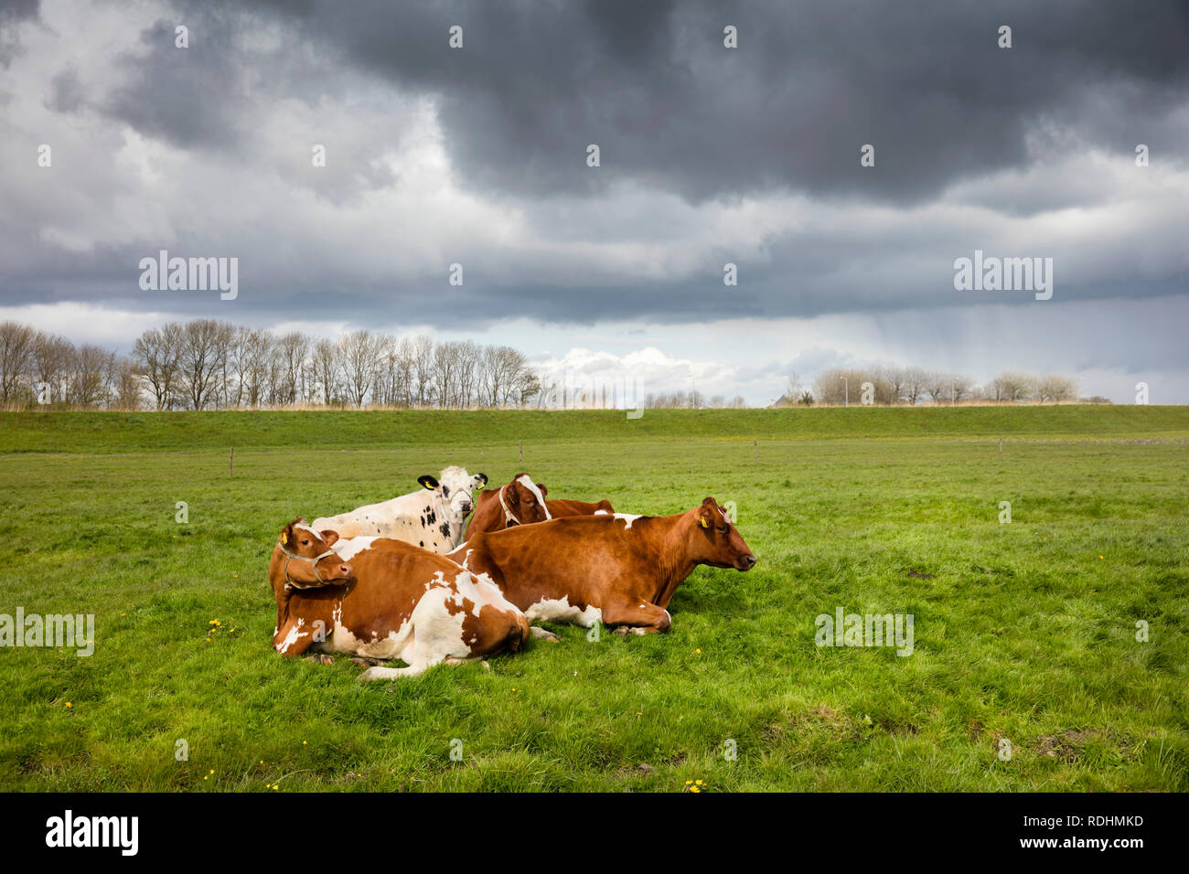 Cows ruminating in meadow, Oterleek, The Netherlands. Stock Photo