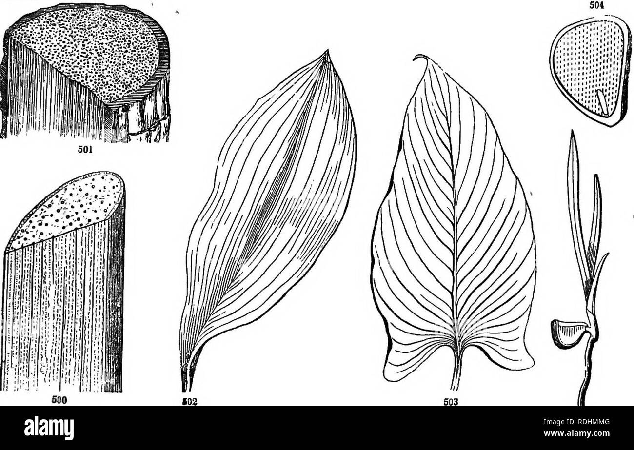 . Botany for young people and common schools : how plants grow, a simple introduction to structural botany : with a popular flora, or an arrangement and description of common plants both wild and cultivated : illustrated by 500 wood engravings . Botany. POPULAR FLORA. 203 CLASS II. —ENDOGENS OR MONOCOTYLEDONS. Stem having the wood in threads or bundles, interspersed among the pith or cellular part, not forming a ring or layer, and not mcreasing by annual layers. Leaves parallel-veined, not branching and&quot; forming meshes of network. To this some Arums, Trillium, Greenbrier, &amp;c. are exce Stock Photo
