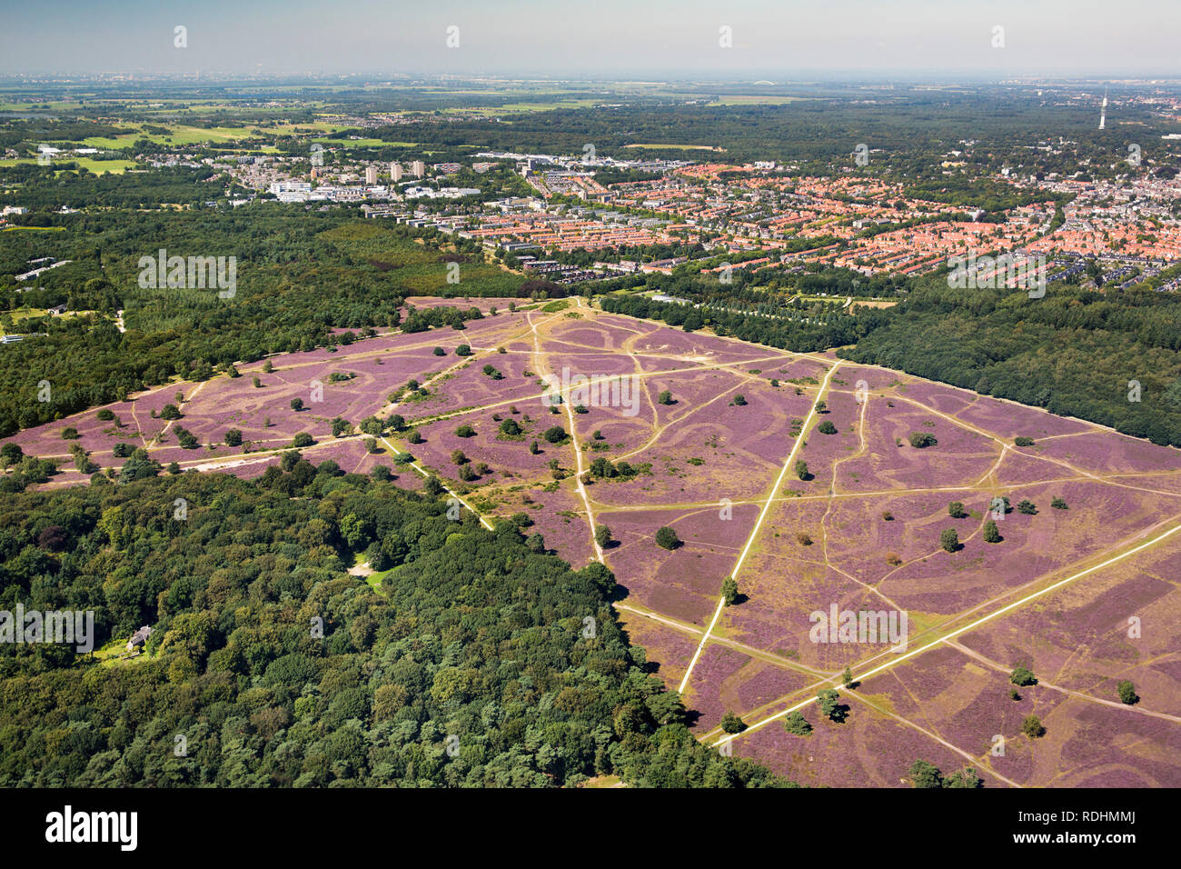 The Netherlands, Hilversum, Flowering heather. Aerial. Stock Photo