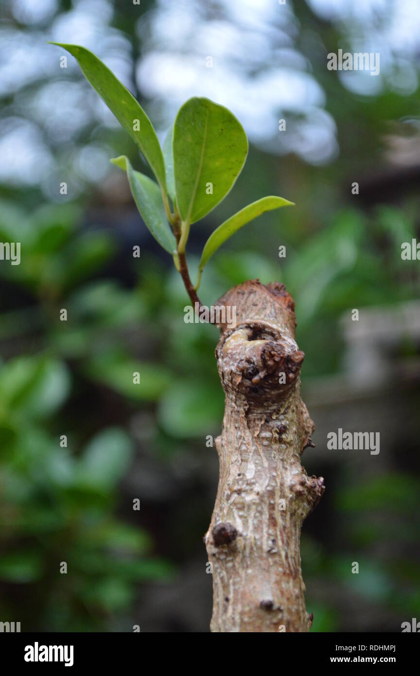 A Growing Leaf From A Small Plant Stock Photo Alamy