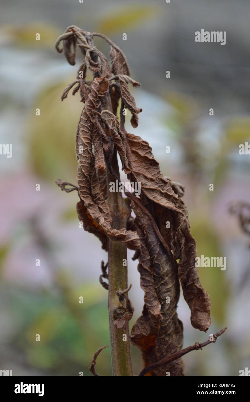 Wilting leaves of a dying plant Stock Photo