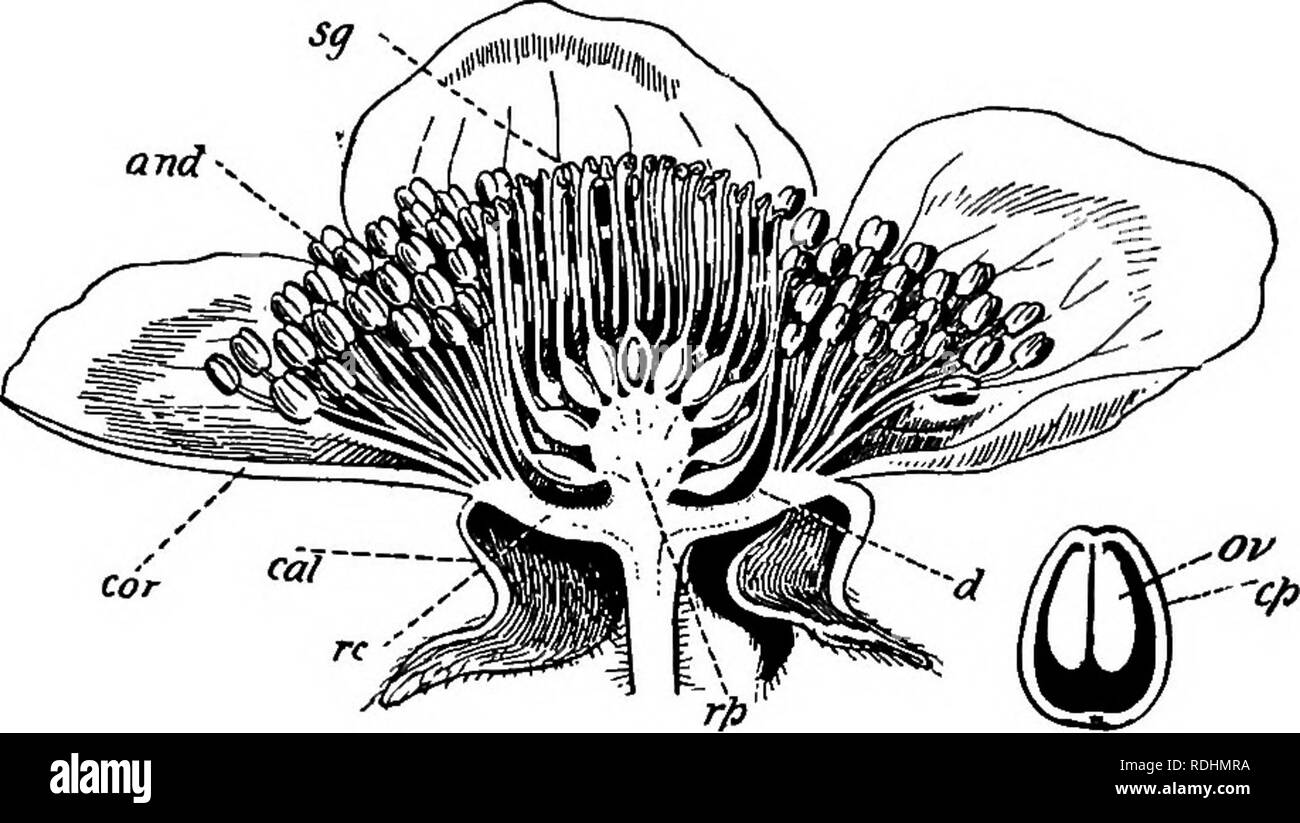 . Elementary botany . Botany. 142 DICOTYLEDONS inserted upon an