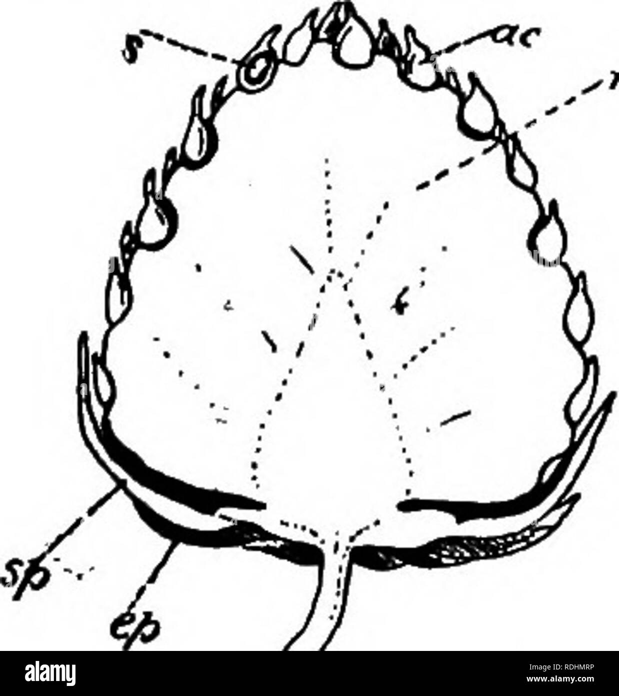 . Elementary botany . Botany. POLYPETAL^—ROSACEA 141 the receptacle. Each one-chambered ovary (fig. 169, ov) contains one ovule {o), and is surmounted by a single style {st), which emerges through the mouth of the receptacular tube and bears a simple stigma {sg). Fruit (fig. 170) compound, con- sisting of numerous achenes concealed in the red hollowed receptacle, which bears a persistent calyx. (Each achene is, of course, developed from one of the separate carpels.) Seeds having no endosperm. Dissemination.—The achenes are scattered by the agency of birds, which peck at the red receptacle and  Stock Photo
