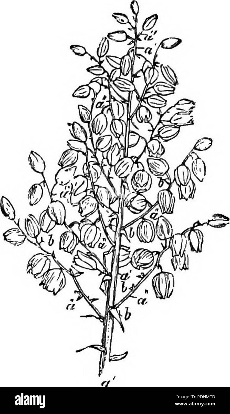 . A Manual of botany : being an introduction to the study of the structure, physiology, and classification of plants . Botany. Fig. 264. Fig. 266. Indefinite Infloeescence.—The simplest form of this inflores- cence is when single flowers are produced in the axUs of the ordinary Fig. 254. Plant of Kanunculus bulbosus, showing determinate inflorescence. a Primary floral axis dilated at its base, so as to form a sort of bulb, 6, whence the roots and radical leaves proceed. /', Solitary flower, terminating the primary axis. About the middle of the axis a leaf is developed which gives origin to a  Stock Photo
