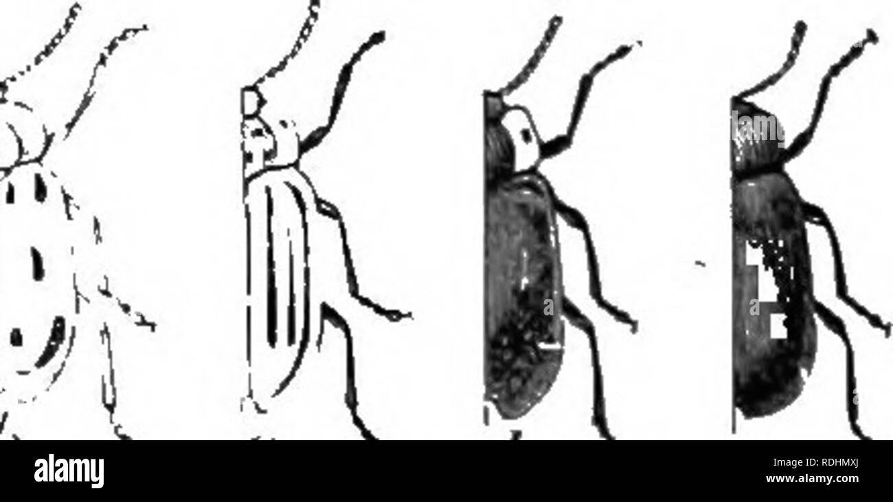. An illustrated descriptive catalogue of the coleoptera or beetles (exclusive of the Rhynchophora) known to occur in Indiana : with bibliography and descriptions of new species . Beetles. Fig. 504. X (i. (After Forbes.). Hb. 305. seeii elongate a, beetle, normal fi.rrii; (,, elytra. (After Riley.t d ^ e  e, x'ariatitins of. Please note that these images are extracted from scanned page images that may have been digitally enhanced for readability - coloration and appearance of these illustrations may not perfectly resemble the original work.. Blatchley, W. S. (Willis Stanley), 1859-1940. Indi Stock Photo