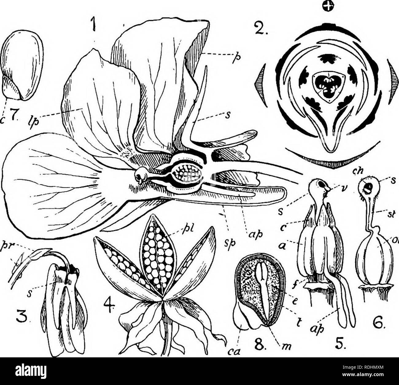 . Elementary botany . Botany. 128 DICOTYLEDONS the flowerstalk. Flower
