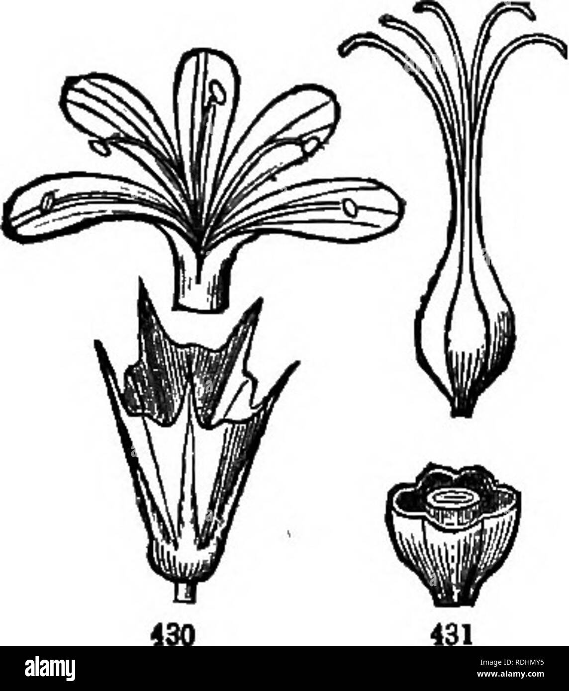 . Botany for young people and common schools : how plants grow, a simple introduction to structural botany : with a popular flora, or an arrangement and description of common plants both wild and cultivated : illustrated by 500 wood engravings . Botany. POPULAR FLORA. 173. 57. LEADWORT FAMILY. Order PLUMBAGINACEJE. Familiar to us in two plants only, viz. Marsh-Eosbmary on the coast, and Thrift in gardens; known by having a dry and scaly funnel-shaped calyx, and 5 petals united only'at their base, with a stamen before each, and 5 styles on a single one-seeded ovary. Flowers (rose-color) in a ro Stock Photo