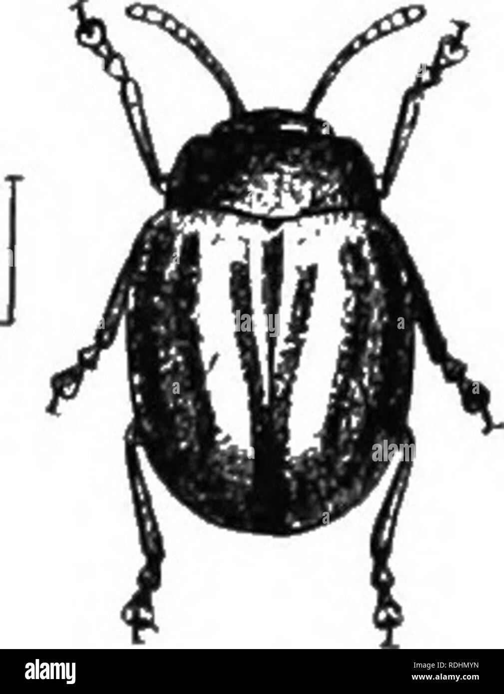 . An illustrated descriptive catalogue of the coleoptera or beetles (exclusive of the Rhynchophora) known to occur in Indiana : with bibliography and descriptions of new species . Beetles. 21S7 (6790). Leptinotahsa juNfjA Gfi-m., Ins. Sy. Nov., 1824, 590. Form of the jireeeding, which, it resembles very close- ly. Distinguished mainly by the iharucters given in key. Till' femora are marked on the outer side near apex with a black spot. Length 10-12 mm. (Fig. 498.) Putnam, Lawrence, Knox, f'l-Mwford and Posey counties ; scarce. June .10- Soptember 21. Feeds on the horse-nettle, Solanum rdniliuo Stock Photo