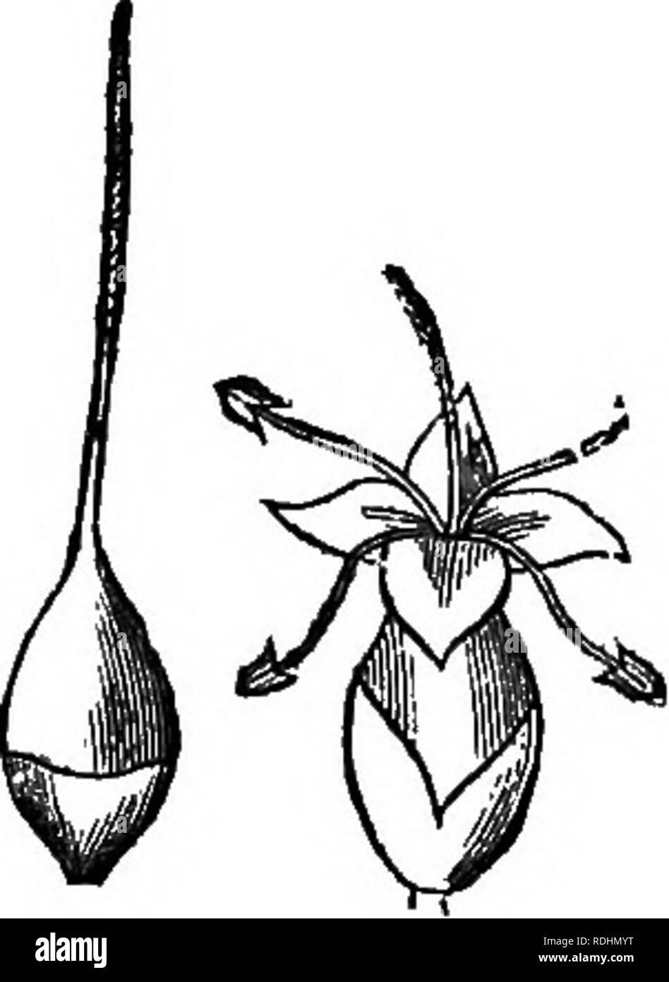 . Botany for young people and common schools : how plants grow, a simple introduction to structural botany : with a popular flora, or an arrangement and description of common plants both wild and cultivated : illustrated by 500 wood engravings . Botany. 56. PLANTAIN FAMILY. Order PLANTAGINACE.ffi. Consists mainly of the genus of low stemless herbs called Plantain (or Rib-Grass). PlarU&amp;go. Flowers greenish, on a scape, in a close spike. *â Calyx of 4 persistent sepals. Corolla salver-shaped, thin, withering on the pod, 4-lobed. Stamens 4, generally with very long and weak filaments, borne o Stock Photo
