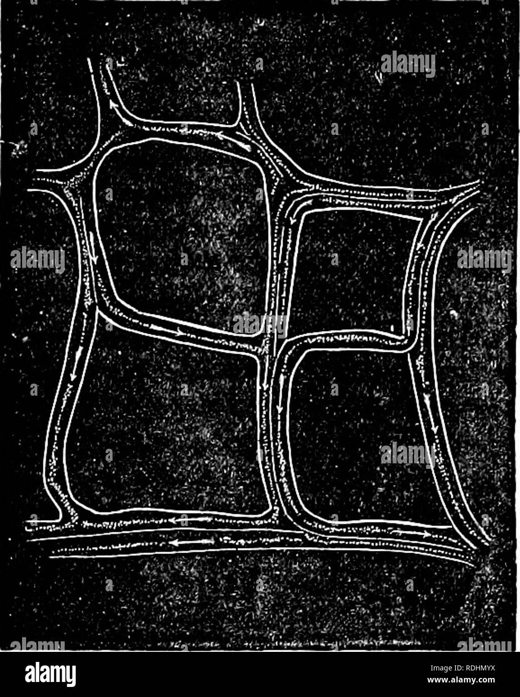 A Manual of botany : being an introduction to the study of the structure, physiology, and classification of plants . Botany. 146 CYOLOSIS. capillary circulation of animals. On account of these A Manual of botany : being an introduction to the study of the structure, physiology, and classification of plants . Botany. 146 CYOLOSIS. capillary circulation of animals. On account of these