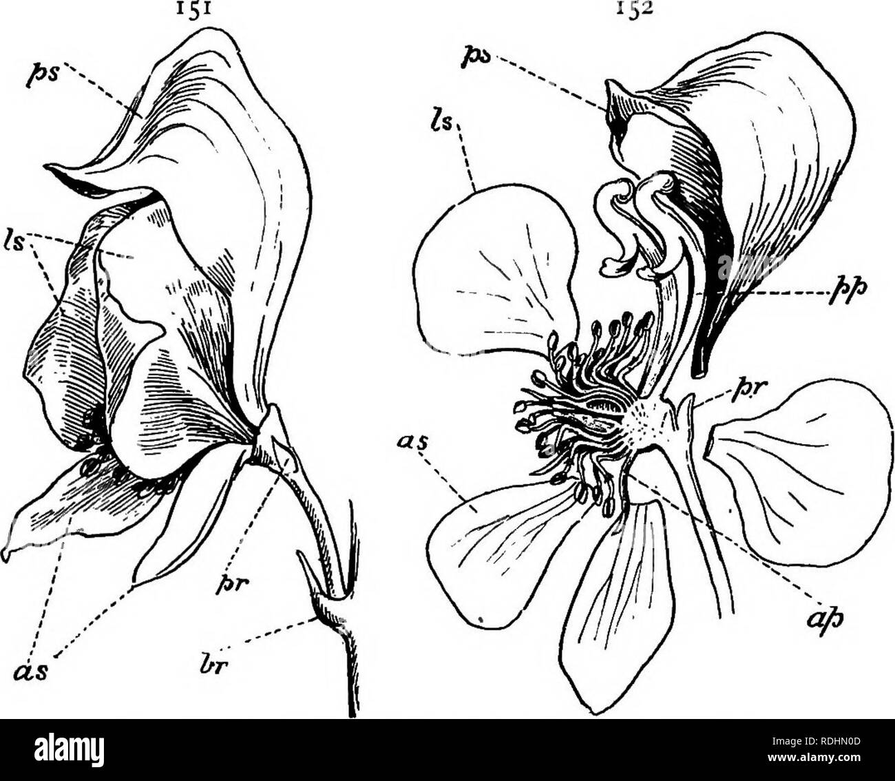 . Elementary botany . Botany. 120 DICOTYLEDONS one (ps) is hood-like; irregular. Petals eight; the two posterior (//) petals are long-clawed nectaries concealed under the large posterior sepal/ the other petals {af) are small or absent. There are three separate carpels, each with many parietal ovules in the ovary. The fruit consists of three follicles. The flower is irregular, and is zygomorphic in a median plane. Pollination.—The flower is proterandrous;. Figs. T5T, TS2.—Flower of Monkshood : ^?-=bract; ^r=prophylls. pollination by its own pollen appears to be thus rendered impossible. Cross- Stock Photo