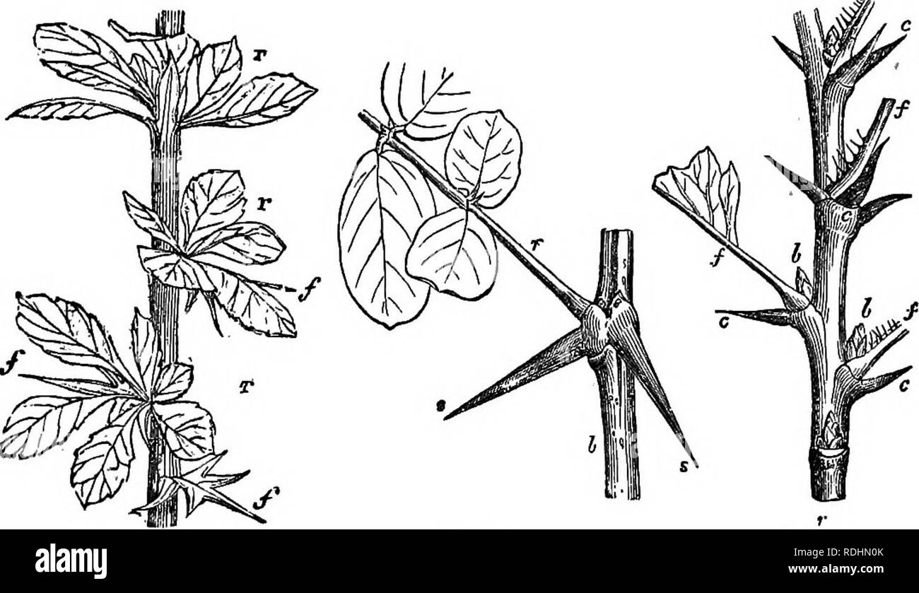 . A Manual of botany : being an introduction to the study of the structure, physiology, and classification of plants . Botany. Fig. 234. rig. 235. in a spine. Leaves them-. Fig. 236. Fig. 237. Fig. 238. Fig. 234. Branch of Pniniis spinosa, or Sloe, with alternate leaves, and ending in a spine or thorn. Fig. 235. Pinnate leaf of Astragalus massUiensis, the midrib of which, r, ends in a spine, s, Petiolary stipules. /, Nine pairs of leaflets. Fig. 236. Branch ,of Berberis vulgaris, or Barberry, the leaves of which, ///, are transformed into branching spines. In the axil of each, a cluster, r rr, Stock Photo