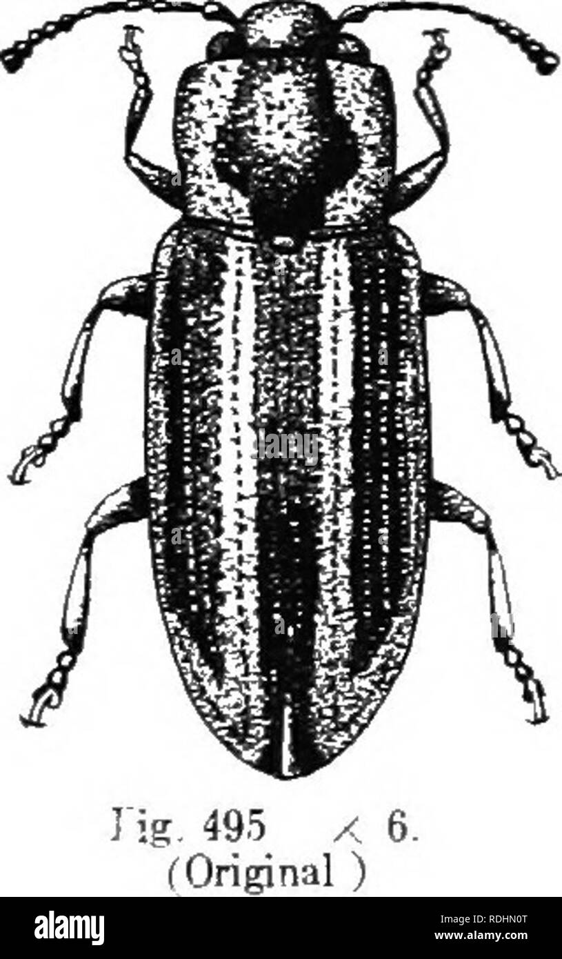 . An illustrated descriptive catalogue of the coleoptera or beetles (exclusive of the Rhynchophora) known to occur in Indiana : with bibliography and descriptions of new species . Beetles. TtiJi. Ljf^-r ohjLmLES. n.&quot;)i aa. Yellow stripes of elytra united at base, c. Thorax a little wider than long. cc. Thorax nearly twice as wide as long. 2331 fG7S2). Prasocubis phellvnorii TJun., Syst. Nat, ed. 10, 175S. 37(;. Elongate, slender, parallel. Piceous or blackish, feebly bronzed. Thorax broadly margined each side, and elytra each with a discal and marginal stripe, united at apex, dull yellow Stock Photo