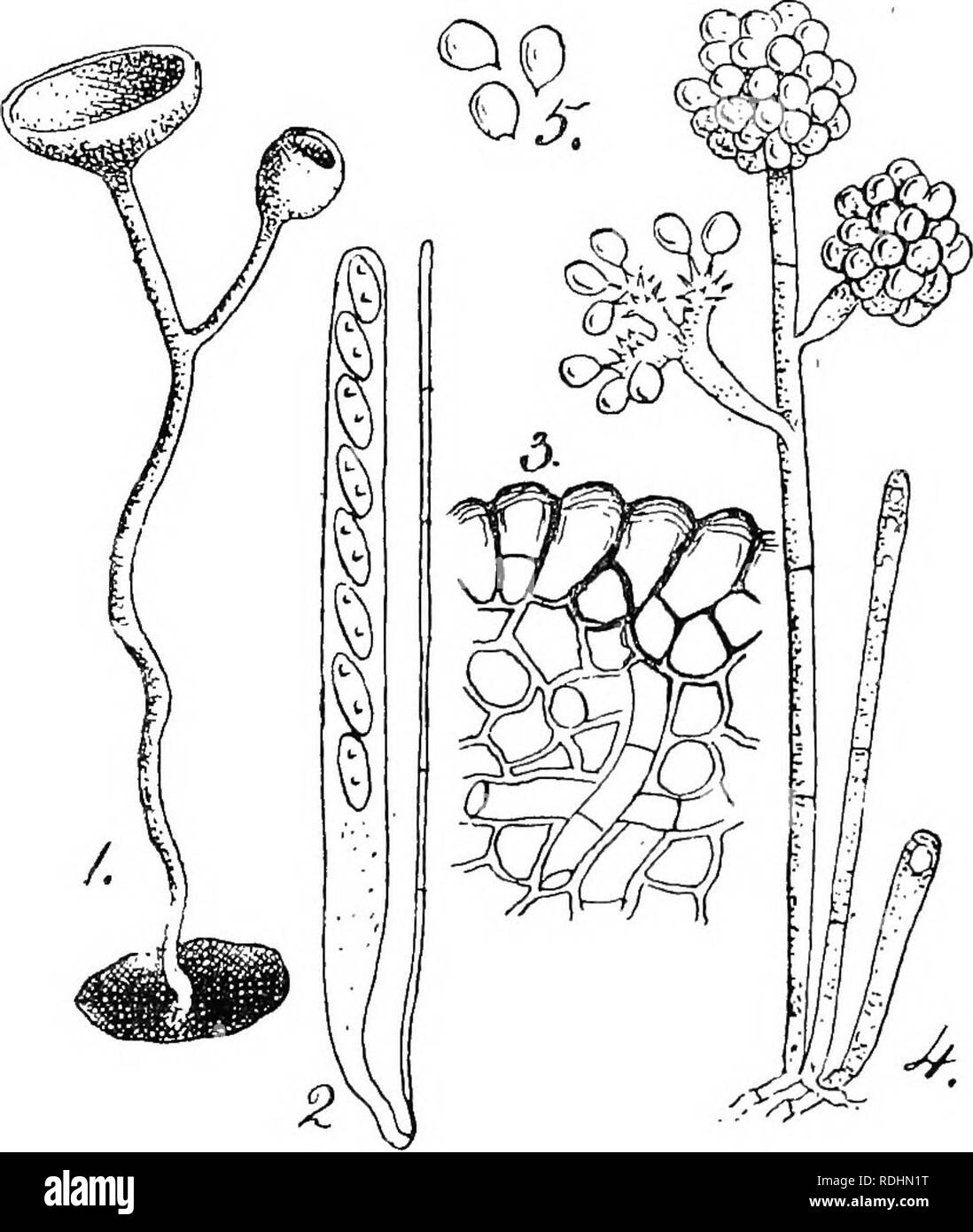 . British fungus-flora. A classified text-book of mycology. Fungi. 284 FUNG us-FLORA. Sclerotinia bulborum. Eehm, Krypt.-Flora, Disc, p. 819; Sacc, Syll., viii. n. 802; Mass., in Gard. Chron., Aug. 11th, 1894, p, 1894, with fig. Asoophores 1-3 in number, springing from an irregular eclerotium wliich is at first white, then blackish externally.. Fig. 1, Sclerotinia hulhormn, Eehm, x 10 ;âFig. 2, ascua and paraphysis â of same, x 400;âFig. 3, section of portion of a solerotium, x 400;â Fig. 4, Botrytis form of the fungus, x 250;âFig. 5, conidia of Botrytis stage, X 400. 8-12 mm. diameter; ascoph Stock Photo