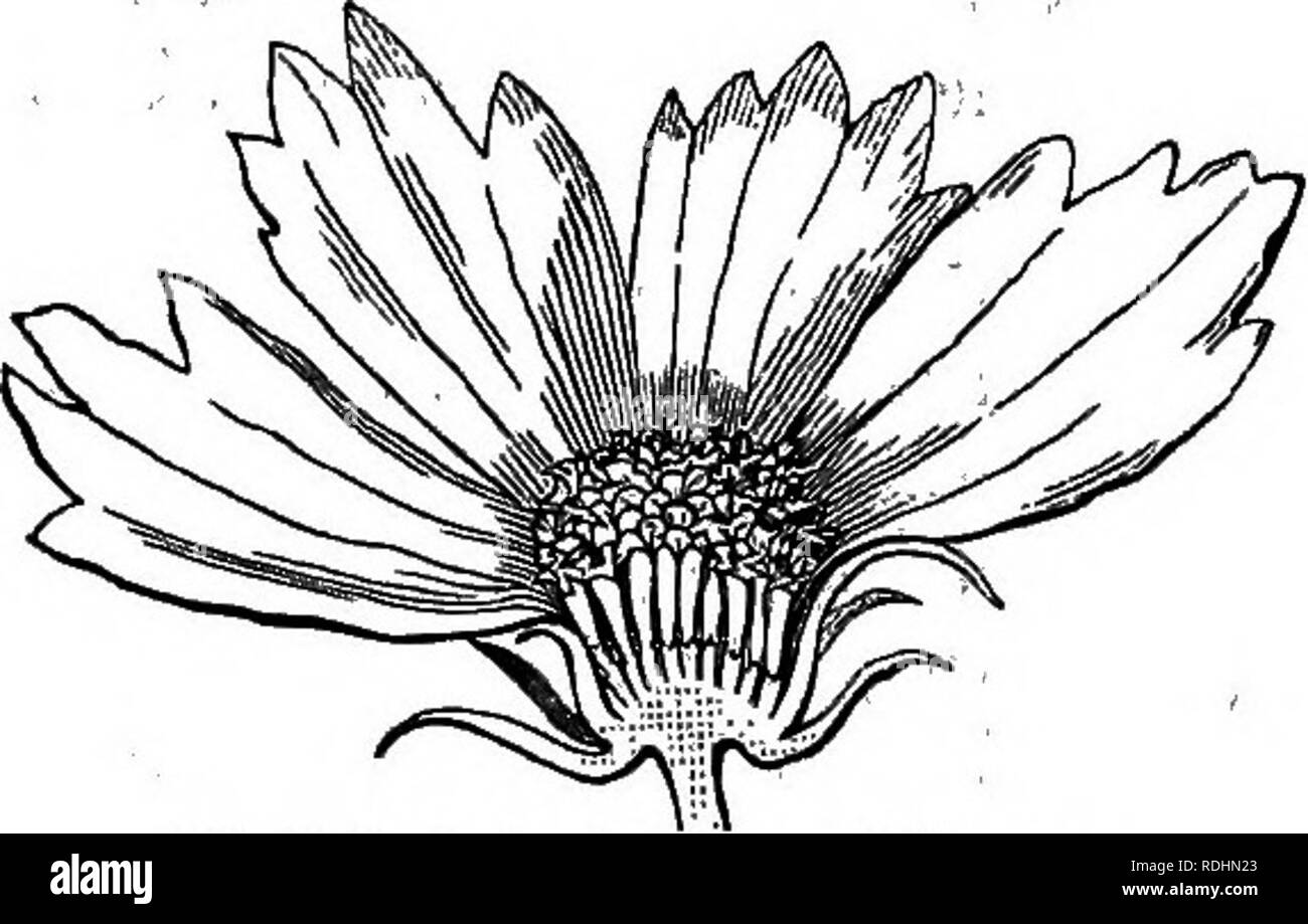. Botany for young people and common schools : how plants grow, a simple introduction to structural botany : with a popular flora, or an arrangement and description of common plants both wild and cultivated : illustrated by 500 wood engravings . Botany. 166 POPULAR FLORA. there are five chaffy and pointed scales (Fig. 409). ' But more conrmonly the pappus con- sists of bristles, or downy hairs (as its name denotes). Asters, Groundsels, and especially Thistles, afford most familiar examples of such a hairy or downy pappus; those of Thistles, &amp;c. in autumn sailing about in every breeze. Fig. Stock Photo