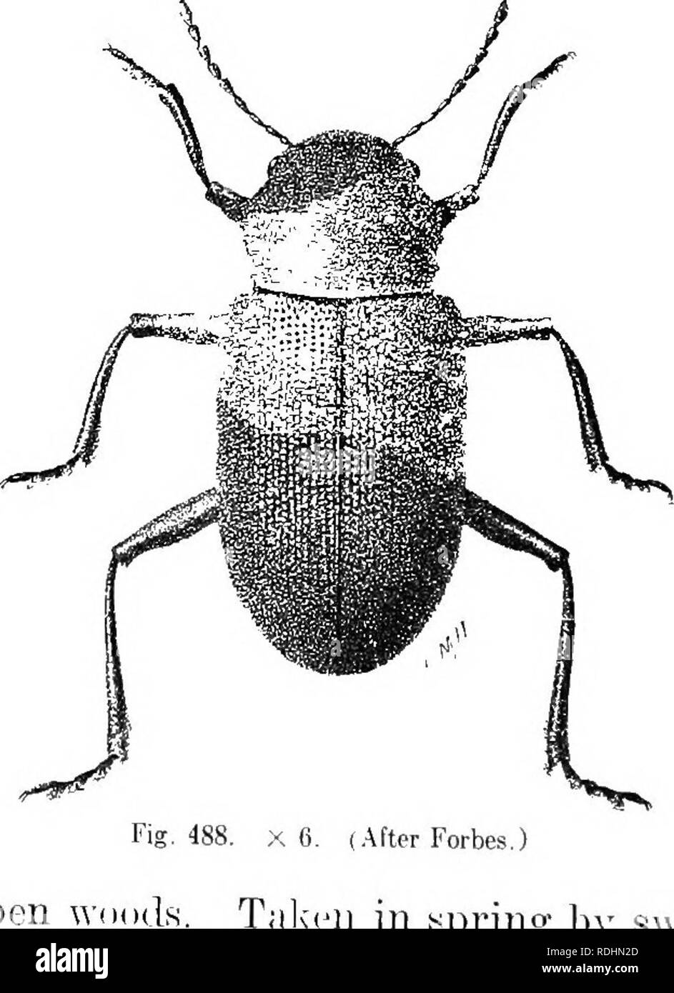 . An illustrated descriptive catalogue of the coleoptera or beetles (exclusive of the Rhynchophora) known to occur in Indiana : with bibliography and descriptions of new species . Beetles. 1136 FAini,Y LTif.—ouetsomeljdj:. 210?. (iIT^i). Annxi s OBSCURts Linn.. S.vst. Xat., Ed. X, 1758, 375. Subqundrate. Head, thorax, under surface and femora dark browu or black; el.ytra, tibue and basal half of antenna brown or brownish-yellow, sparsely clothed with prostrate yellowish pubescence. Thorax subglobose, much narrower than elytra, densely and rather finely punctured. Elytra with numerous irregula Stock Photo
