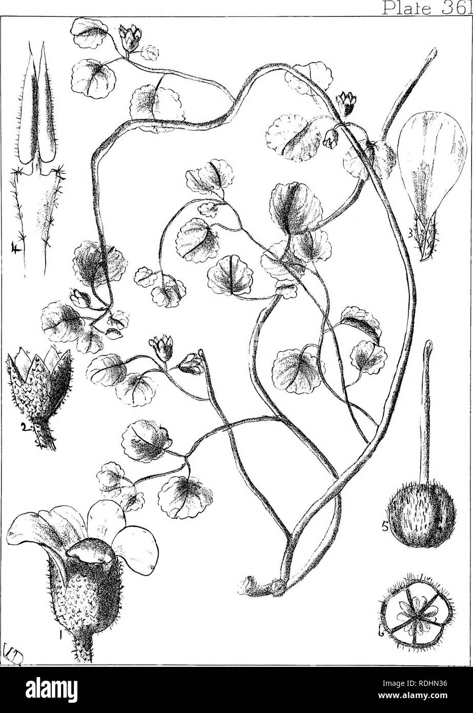 . Natal plants : Descriptions and figures of Natal indigenous plants, with notes on their distribution, economic value, native names, &amp;c., / by J. Medley Wood and Maurice S. Evans. Published under the auspices of Natal Government and Durban Botanic Society. Botany. Plale 36:. Hermannia TrLalvaefolia,7l^^.^rciw7i.. Please note that these images are extracted from scanned page images that may have been digitally enhanced for readability - coloration and appearance of these illustrations may not perfectly resemble the original work.. Wood, John Medley, 1827-1914; Evans, Maurice S. (Maurice Sm Stock Photo