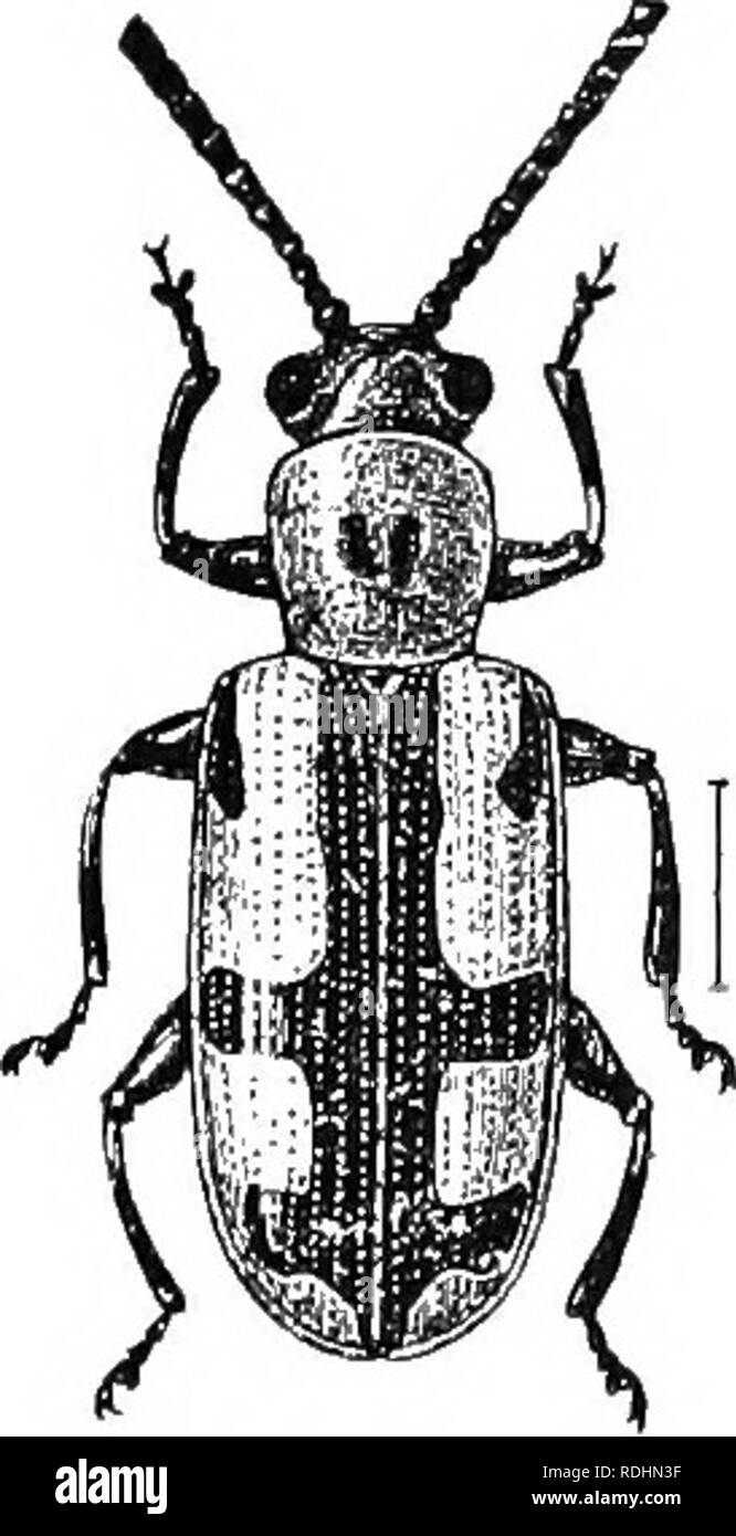 . An illustrated descriptive catalogue of the coleoptera or beetles (exclusive of the Rhynchophora) known to occur in Indiana : with bibliography and descriptions of new species . Beetles. 1112 FAMILY LIII.- oi^n I oL'.'vj jMjiu/i'j. bumerus luid tw(i large, hetirt-sliaped common ones, black. Thorax nearly smooth. Elytra with humeri prominent; punctures very coarse on basal half, becoming finer toward apex. Length 4.5-5 mm. Knox, Dubois, Posey and Crawford counties; scarce. May 8- June 26. Taken hy sweeping herbage along roadsides. This spe- cies is listed as a variety of 6-punctafa Oliv. The Stock Photo