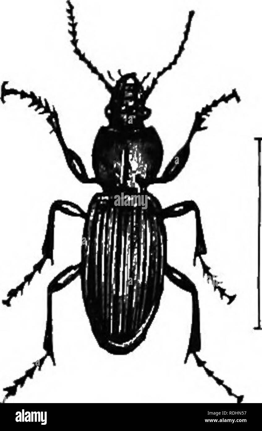 . An illustrated descriptive catalogue of the coleoptera or beetles (exclusive of the Rhynchophora) known to occur in Indiana : with bibliography and descriptions of new species . Beetles. THE GROUND BEETLES. 101 146 (611). EvARTHRUs sifjiLLATUs Stiy, Tr;ins. Amer. Phil. Soc, II. 1S:&gt;:i 42; ibid. II, 46S. Very close to scwimprvfit^ux. Thorax with more narrow margin which is not inflexed or widened near base, the basal impressions more shallow. Female dull black; male often more shining. Length 15-17 mm. Southern half of State; scarce. May 12-October 20. 147 (612).. BvARTHKUS AMKEicANis Dej. Stock Photo