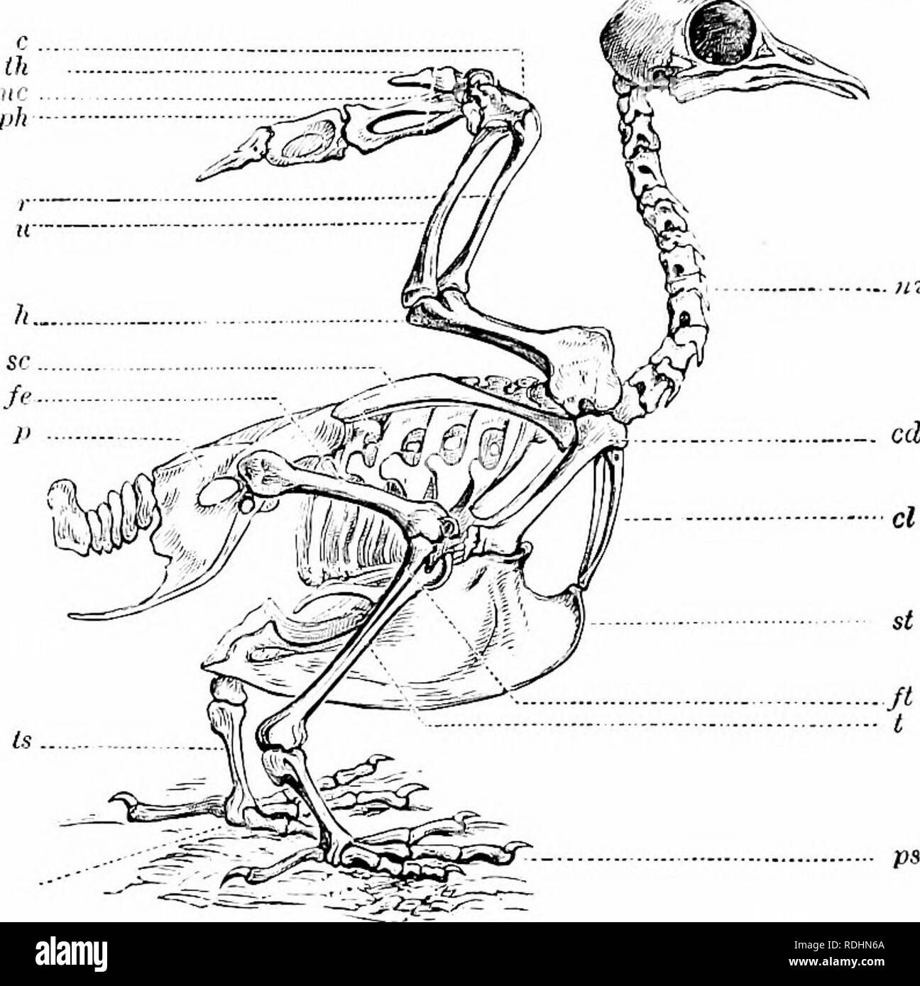 Natural history of animals;. Zoology. BIRDS. 73 air; even their bones are  hollow, hence very Hght in proportion to their size. The general form of a  Bird, and the names of