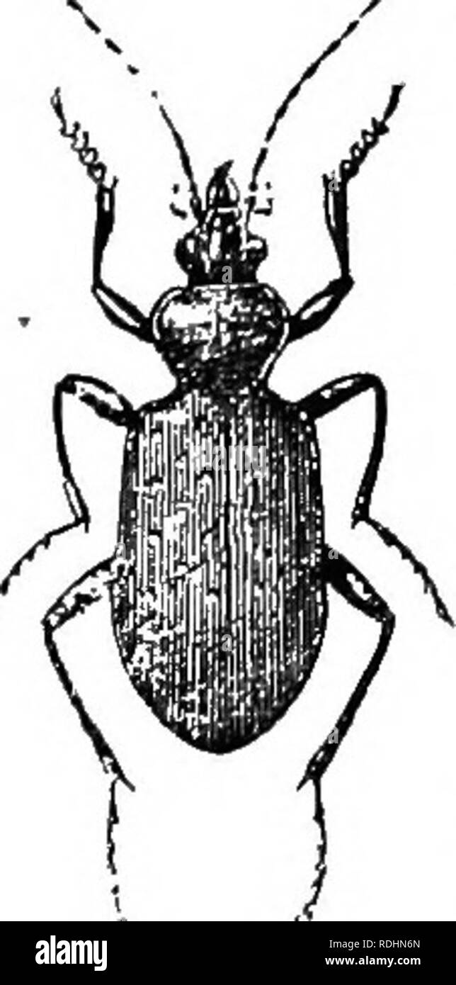 . An illustrated descriptive catalogue of the coleoptera or beetles (exclusive of the Rhynchophora) known to occur in Indiana : with bibliography and descriptions of new species . Beetles. 31 (127). Calosoma sceutatob Fab., Sys. Bnt, I, 1785, 239. Oval, robust. Disk of thorax blue or purplish-black, the margins golden or red- dish-bronzed ; legs blue; abdomen green and red. Thorax very short, more than twice as wide as long, nearly smooth, sides and hind angles rounded. Elytra striate, punctured. Middle tibire of male curved and with a dense brush of hairs on the inner surface near the tip. Le Stock Photo