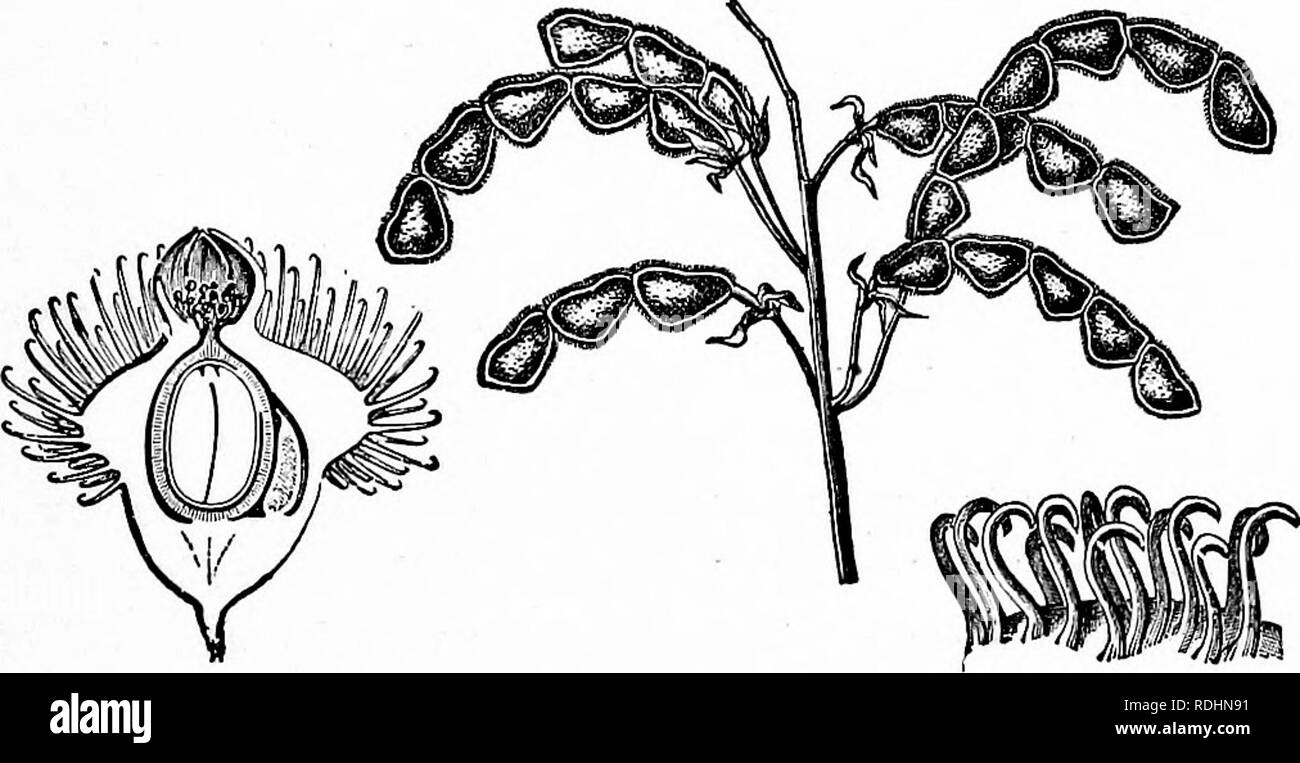. Outlines of plant life : with special reference to form and function . Botany. Fig. 246.—A fruit of Barbadoes cotton, open, exposing the voluminous hairs (commer- cial cotton) which clothe the seeds. Natural size.—After Kemer.. Fig. 247. Fig. 248. Fig. 247.—Fruit of Agrimonia, halved; showing torus, carrying calyx and withered stamens above, covered with hooks, and enclosing the hard pericarp, with a single seed. A pistil which did not mature lies to the right. Compare torus in fig. 175. Magnified about 8 diam.—After Baillon. Fig. 248.—Fruit of tick trefoil {Desmodiuni Canadense). A, pods wh Stock Photo