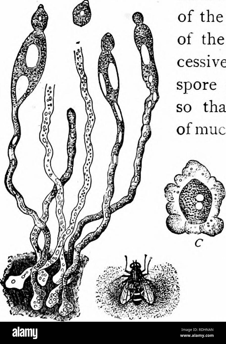 Outlines of plant life : with special reference to form and function .  Botany. 272 OUTLINES 01- PLANT LIFE. it of neighboring parts, increasing  until the spore case rup- tures suddenly