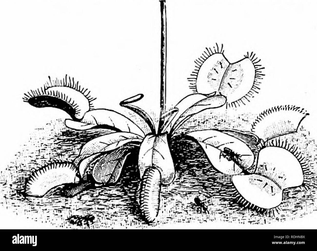 . Outlines of plant life : with special reference to form and function . Botany. FiG. 222. B Fig. 223. Fig. 222.—A bladder of Utric-ularia vulgaris, halved lengthwise, with an imprisoned cnistacean, Cyclops, a to b, opening, with hairs, /?, /, about it; ^ to c, cushion-like rim, b-c part cut through, d-e surface on which the flap, f, rests, opening inwards only; g, wall of bladder set with absorbing hairs within and glandular hairs without; k, the stalk (secondary petiole). Magnified 20 diam.—After Cohn. Fig. 223.—Two leaves of sun-dew {Drosera rotundi/olia). A, in expanded position showing th Stock Photo