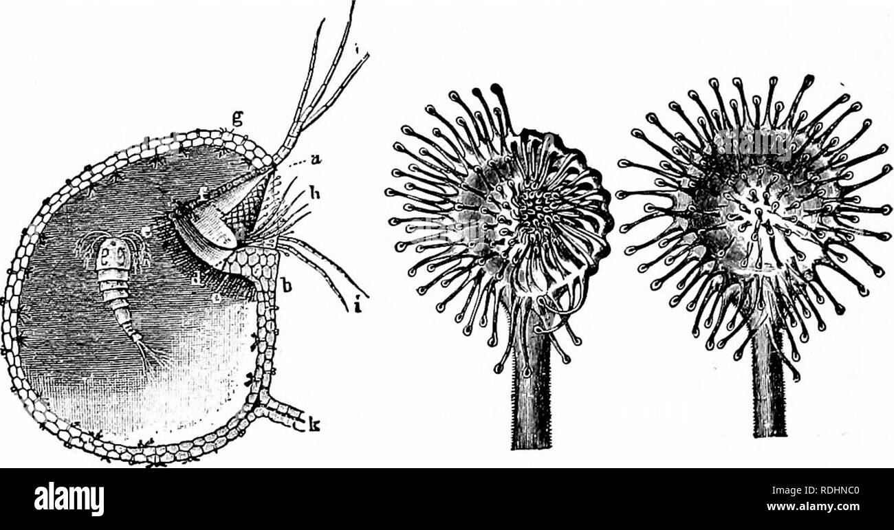 . Outlines of plant life : with special reference to form and function . Botany. 264 OUTLINES OF PLANT LIFE. cases the softer parts of the insect bodies are digested and absorbed. It should be noted, however, that adhesive sur-. FiG. 222. B Fig. 223. Fig. 222.—A bladder of Utric-ularia vulgaris, halved lengthwise, with an imprisoned cnistacean, Cyclops, a to b, opening, with hairs, /?, /, about it; ^ to c, cushion-like rim, b-c part cut through, d-e surface on which the flap, f, rests, opening inwards only; g, wall of bladder set with absorbing hairs within and glandular hairs without; k, the  Stock Photo