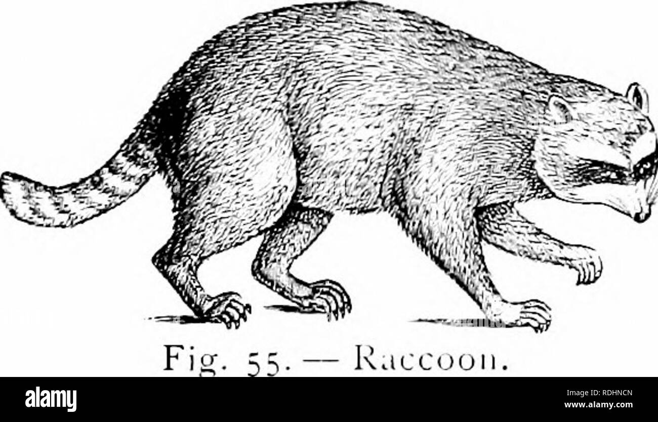 Natural history of animals;. Zoology. 36 VEkTEURATIiS ; MAMMALS. The Badger of western North Amcriea is about two feet long, with a stout body and short tail, and its color is Natural history of animals;. Zoology. 36 VEkTEURATIiS ; MAMMALS. The Badger of western North Amcriea is about two feet long, with a stout body and short tail, and its color is